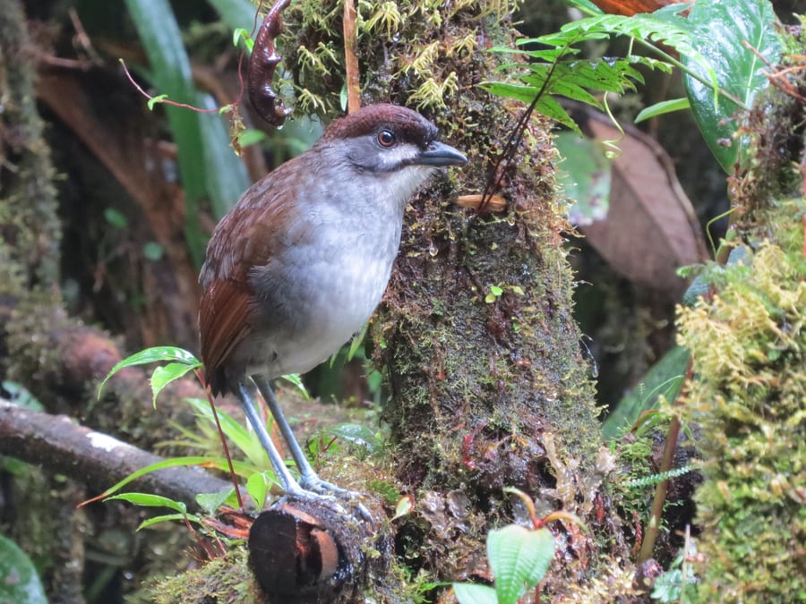 8- Jocotoco Antpitta - Photo by José León - Tapichalaca Reserve - Fundación Jocotoco -IMG_0206, TP 2019 (1)