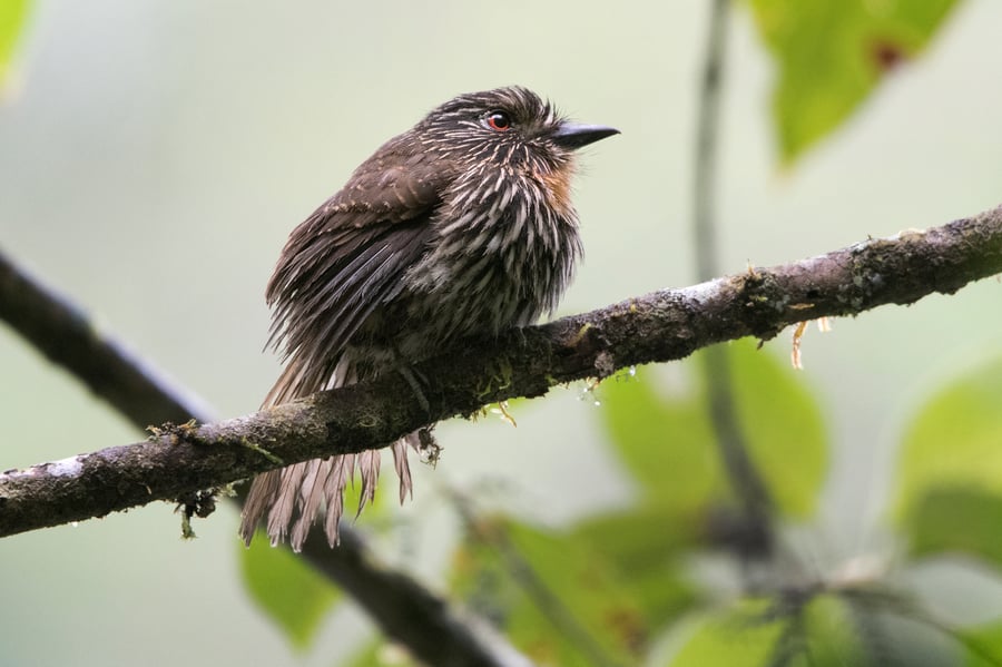 Black-breasted Puffbird - Copalinga reserve - Fundación Jocotoco - Photo by Miquel Bonet grallariatours (MAL-17, CO 2019)