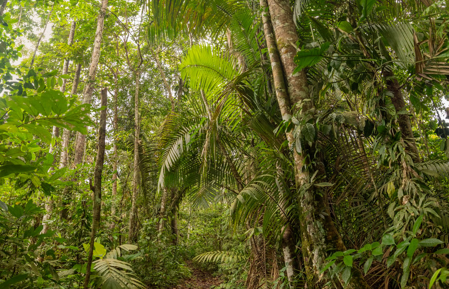 Canand‚ reserve,  forest,Raf Sttasen