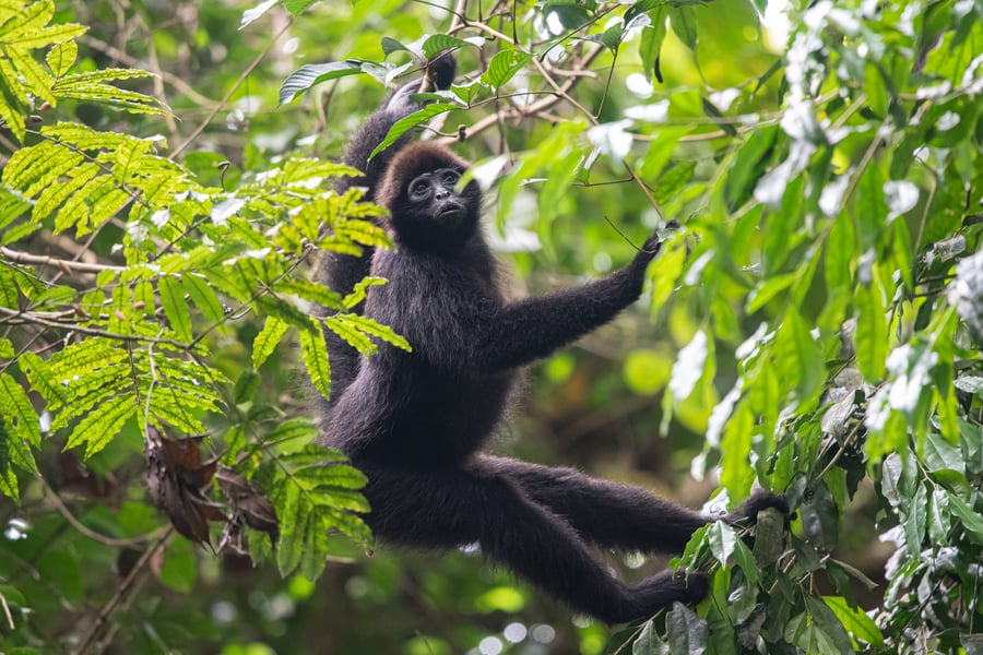 Canand‚ reserve, Brown-heades spider monkey ,Raf Sttasen