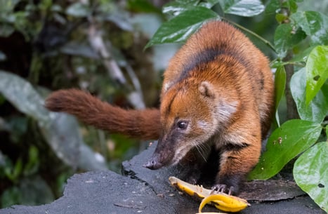 Coatí Nasua nasua - Copalinga reserve - Fundación Jocotoco - Photo by Miquel Bonet grallariatours (MAK-40)