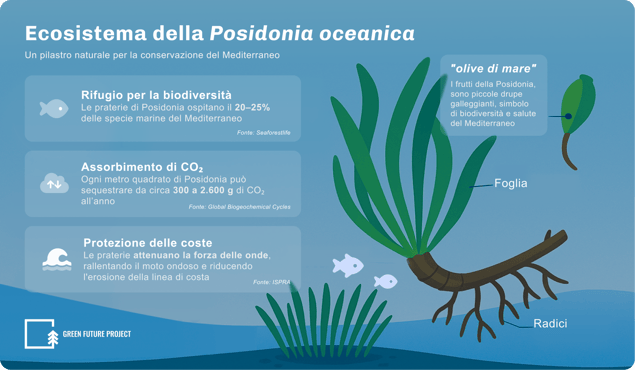 Ecosistema della Posidonia oceanica - infografica (1)