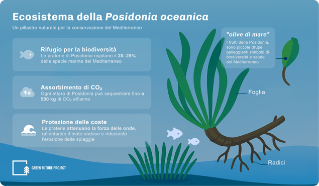 Ecosistema della Posidonia oceanica - infografica