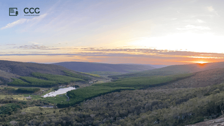 Fazenda Boa Vista (Reforestation)
