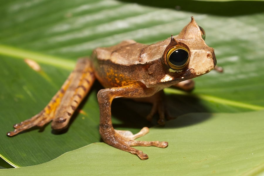 Gastrotheca_cornuta_II