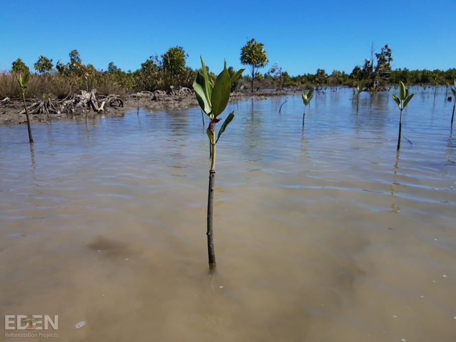 Marovolavo Planting Site