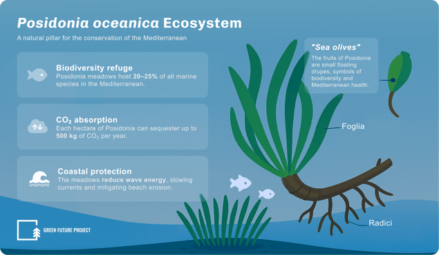 Posidonia oceanica Ecosystem – Infographic