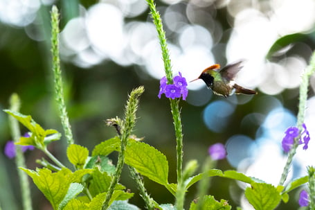 Spangled-Coquette-Lophornis-stictolophus, , Copalinga reserve, © Paolo Escobar -Neoselva