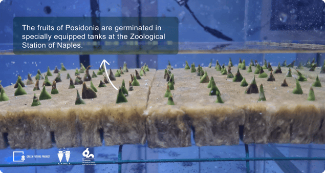 Tanks with Posidonia oceanica seedlings (1)