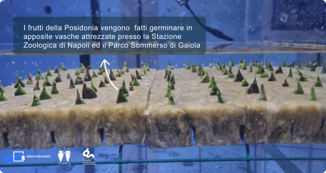 Vasche con le piantine di Posidonia oceanica (1)