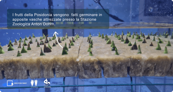 Vasche con le piantine di Posidonia oceanica (2)