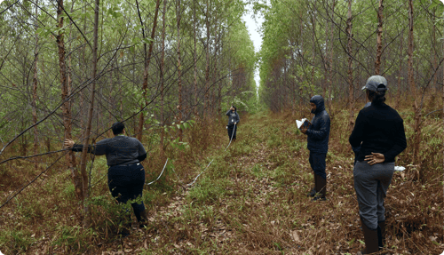 blog-progetto-riforestazione-certificato-suolo