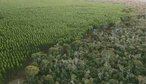 blog-progetto-riforestazione-certificato