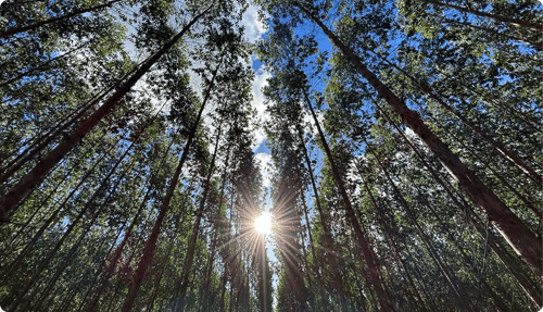 blog_progetto-riforestazione-certificato