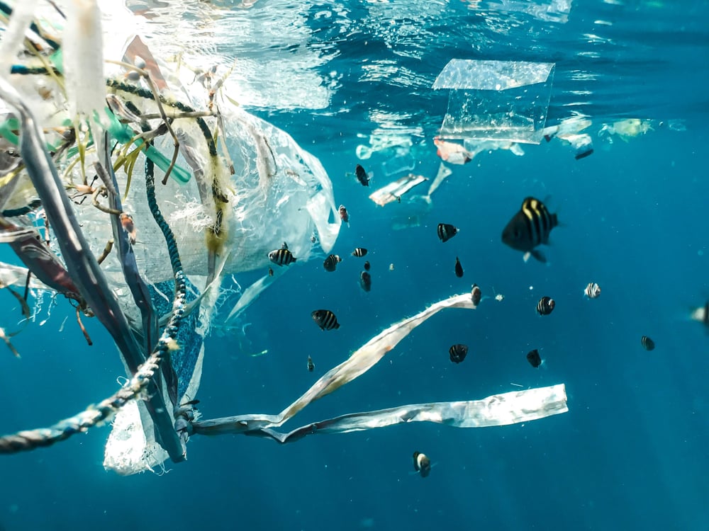 Plastica impatta la biodiversità marina - blog di Green Future Project