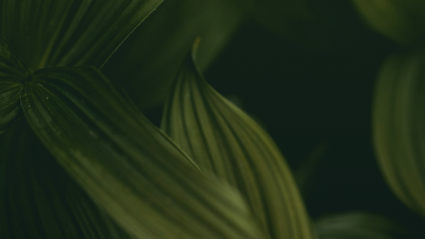 Certificazione B Corp: Come migliorare il punteggio e gestire il cambiamento