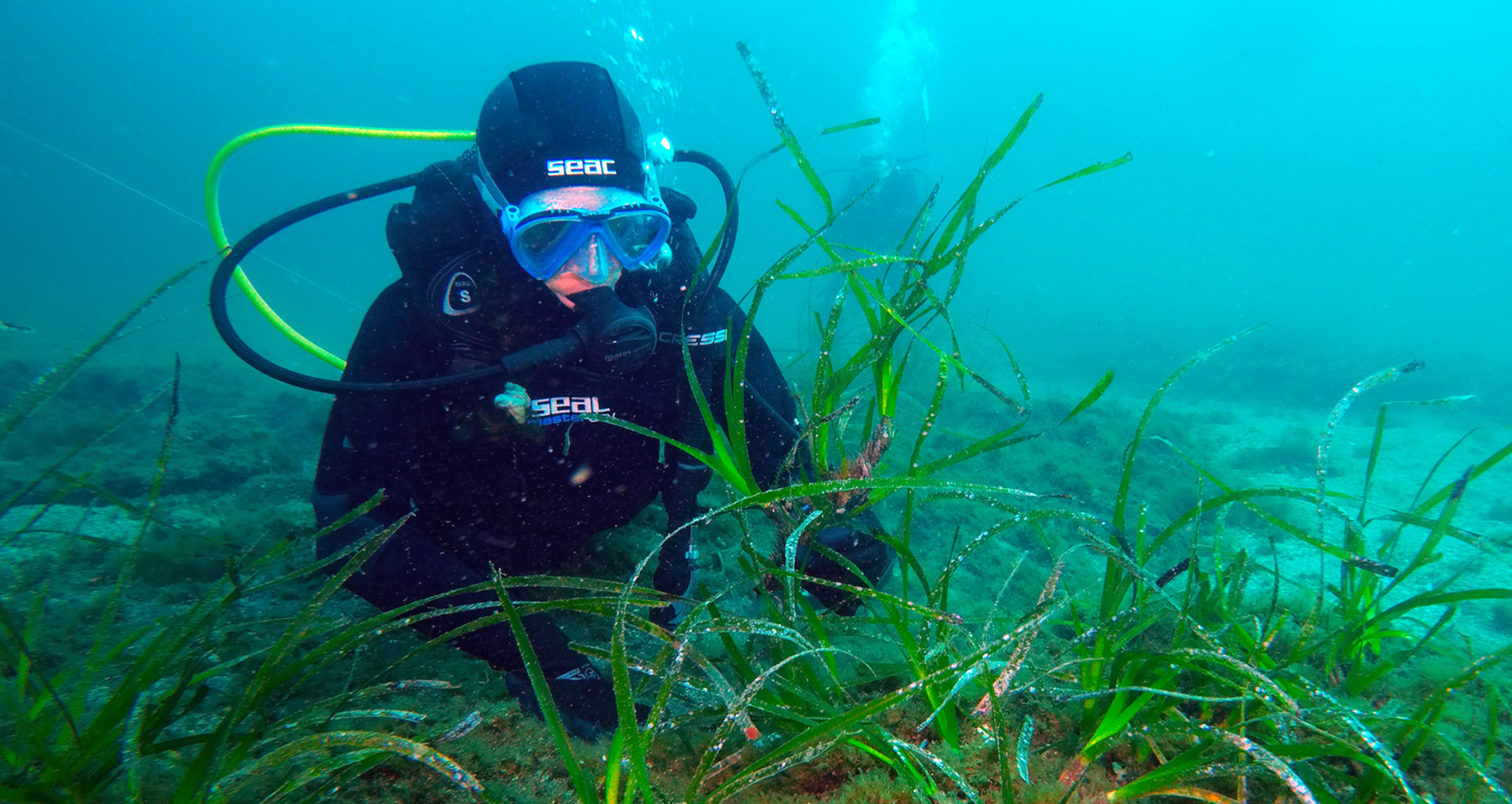 Posidonia oceanica: Regenerating underwater forests in the Gulf of Naples - Blog Green Future Project GFP
