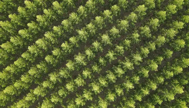 Certified reforestation project at Fazenda Boa Vista, between the Cerrado and the Atlantic Forest in Brazil